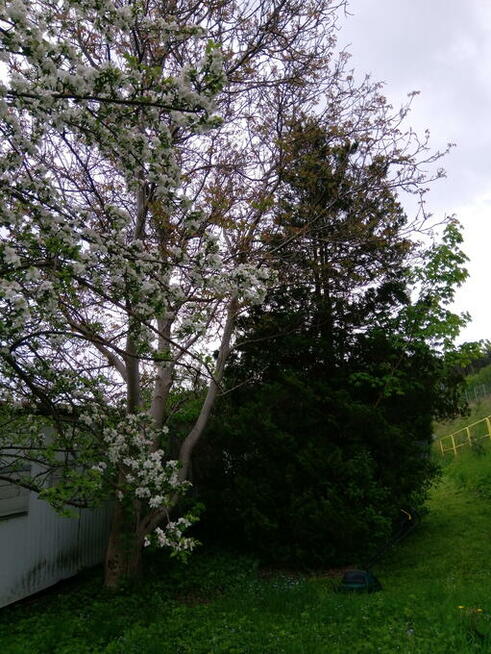 SPRZEDAM DZIAŁKĘ ROD