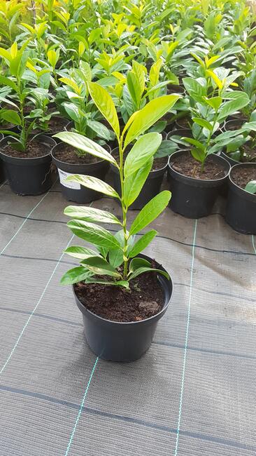 Laurowiśnia wschodnia NOVITA 90-130cm na żywopłot -doniczka