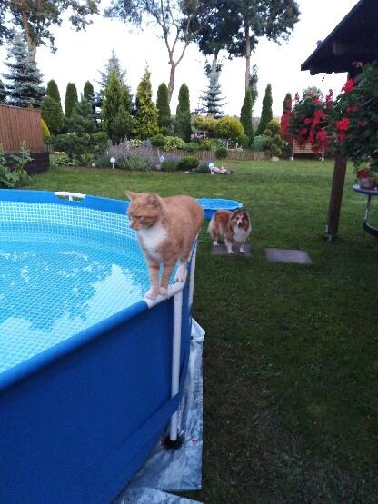 Domowy hotelik dla Twojego pieska, kota, zwierzątek klatkowych