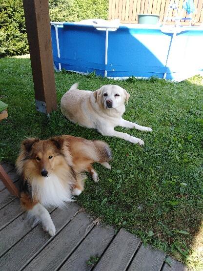 Domowy hotelik dla Twojego pieska, kota, zwierzątek klatkowych