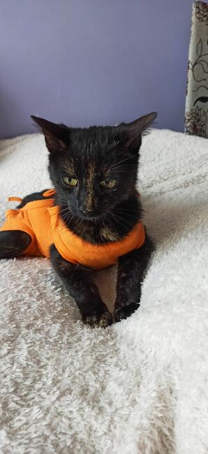 Migotka pięknie umaszczona kotka czeka na Ciebie Iwonka