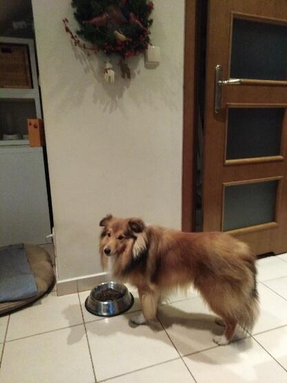 Domowy hotelik dla Twojego pieska, kota, zwierzątek klatkowych