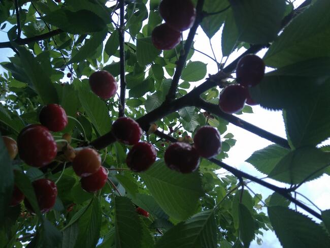 Praca dla ucznia, raczej dla młodej osoby ale niekoniecznie