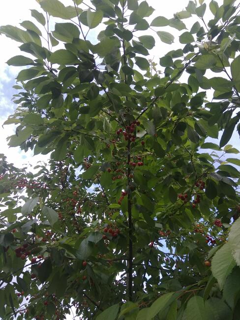 Praca dla ucznia, raczej dla młodej osoby ale niekoniecznie