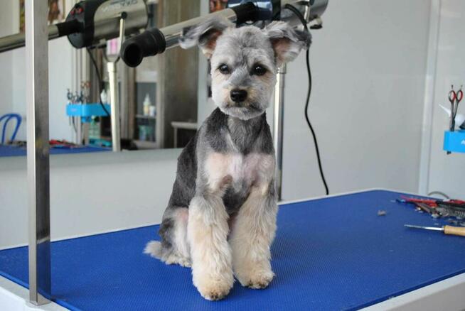 Pielęgnacja Psów Strefa 4 Łap, psi fryzjer, strzyżenie psów