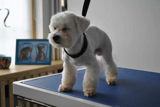 Pielęgnacja Psów Strefa 4 Łap, psi fryzjer, strzyżenie psów