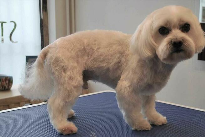 Pielęgnacja Psów Strefa 4 Łap, psi fryzjer, strzyżenie psów