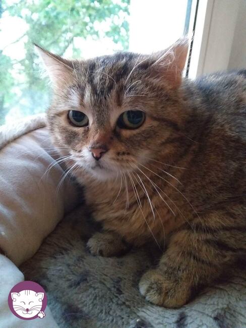 Sznurówka - Mała Kocia Księżniczka