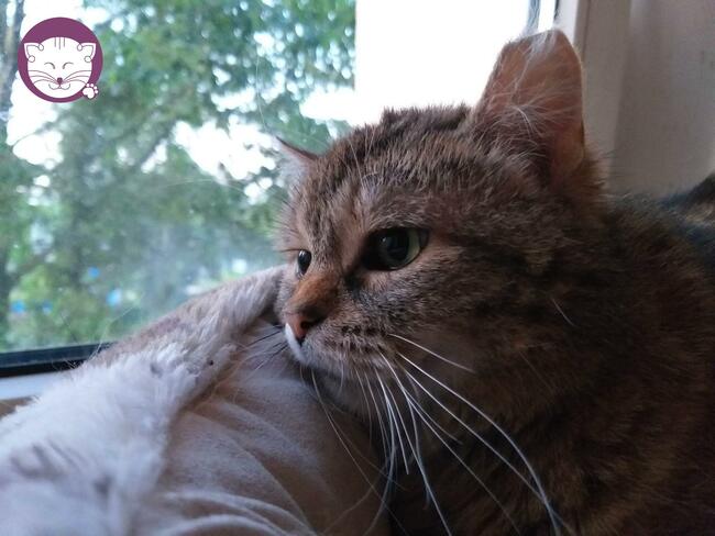 Sznurówka - Mała Kocia Księżniczka