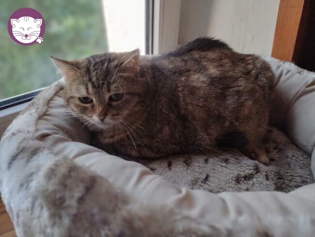 Sznurówka - Mała Kocia Księżniczka