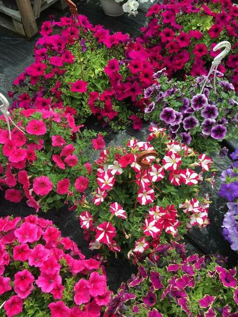 Sprzedawca w sklepie ogrodniczym