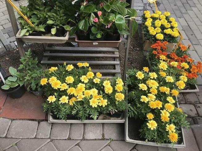 Sprzedawca w sklepie ogrodniczym