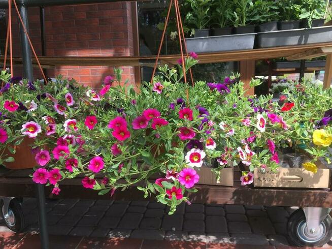 Sprzedawca w sklepie ogrodniczym