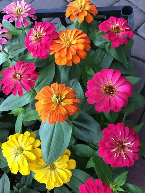 Sprzedawca w sklepie ogrodniczym