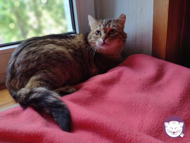 Sznurówka - Mała Kocia Księżniczka