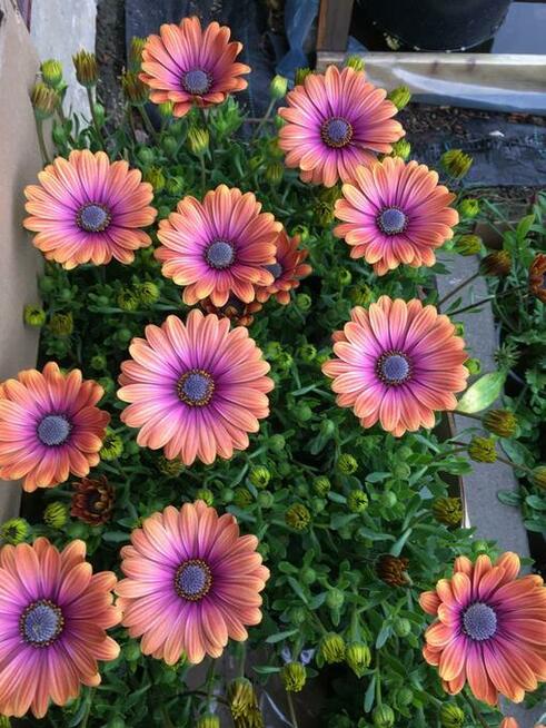 Sprzedawca w sklepie ogrodniczym