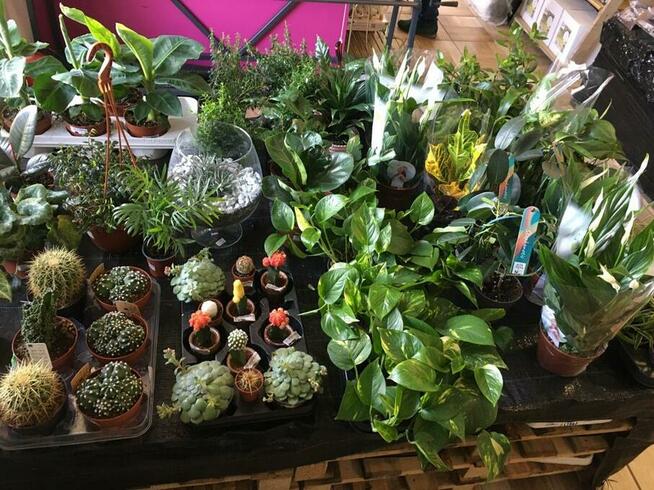 Sprzedawca w sklepie ogrodniczym