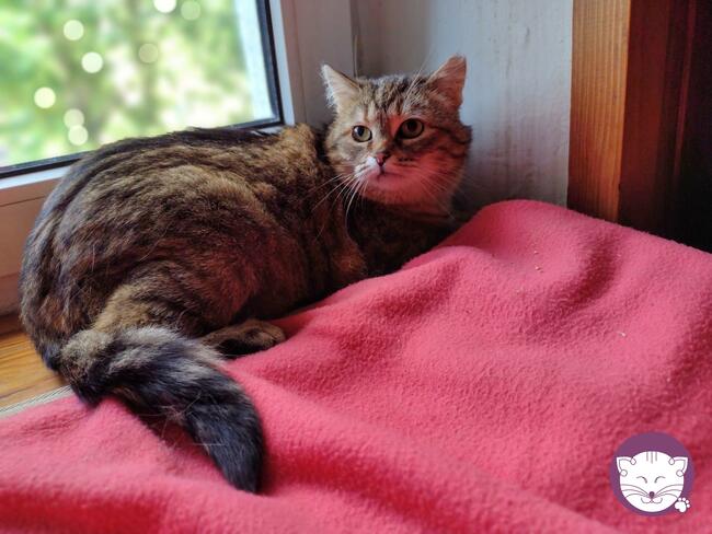 Sznurówka - Mała Kocia Księżniczka