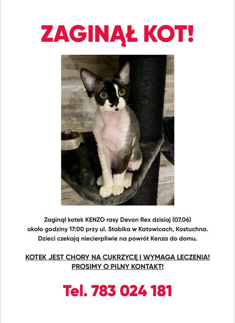Zaginął Kenzo Katowice Kostuchna
