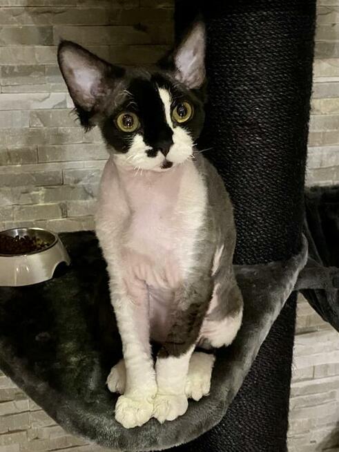 Zaginął Kenzo Katowice Kostuchna