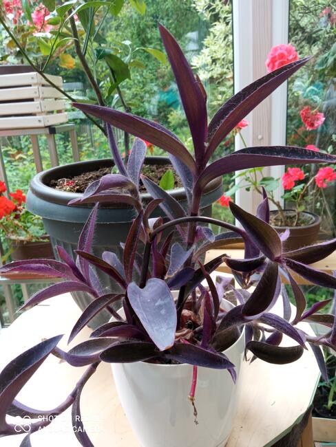 Setkrezja trzykrotka purpurowa fioletowa