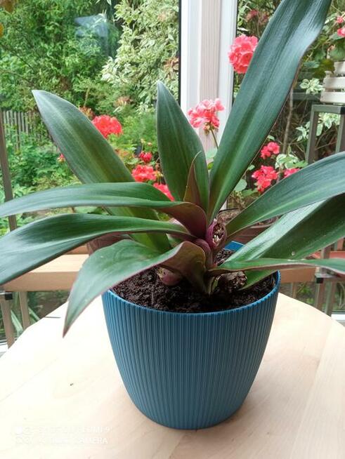 Reo Meksykańskie Tradescantia spathacea Kołyska Mojżesza