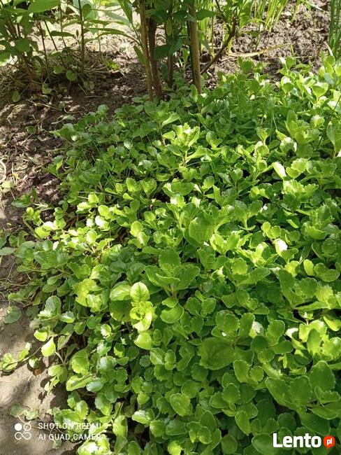 Rozchodnik kaukaski na skalniak do ogrodu