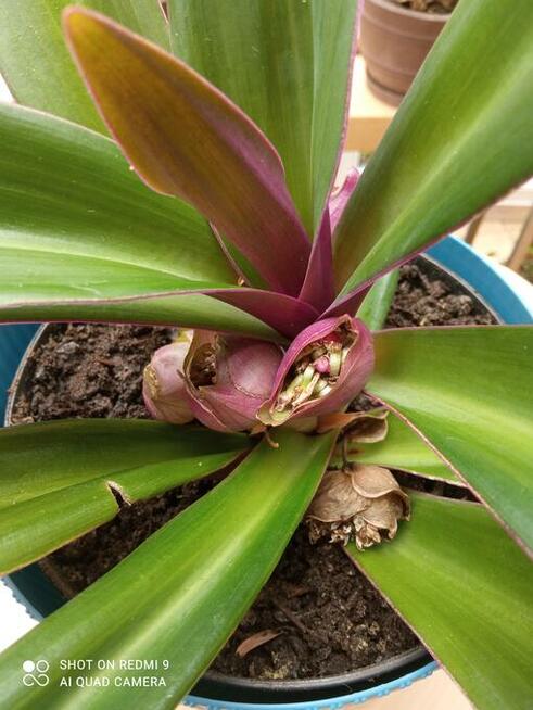 Reo Meksykańskie Tradescantia spathacea Kołyska Mojżesza