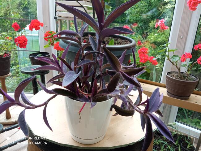 Setkrezja trzykrotka purpurowa fioletowa