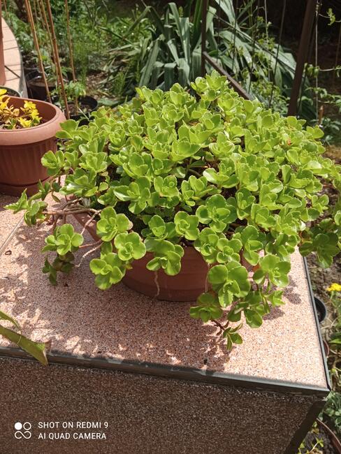 Rozchodnik kaukaski na skalniak do ogrodu