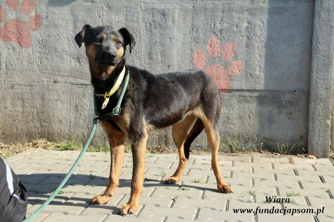 Wiara - delikatna sunieczka