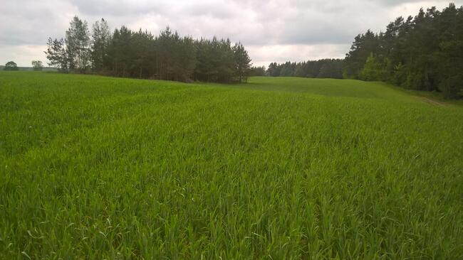 Mazury! Stare Juchy działki 3000m w okolicach jeziora Garbas