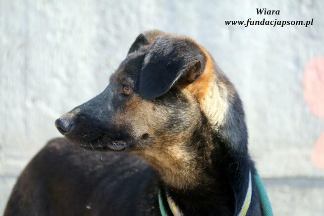 Wiara - delikatna sunieczka