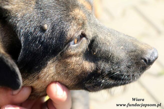 Wiara - delikatna sunieczka