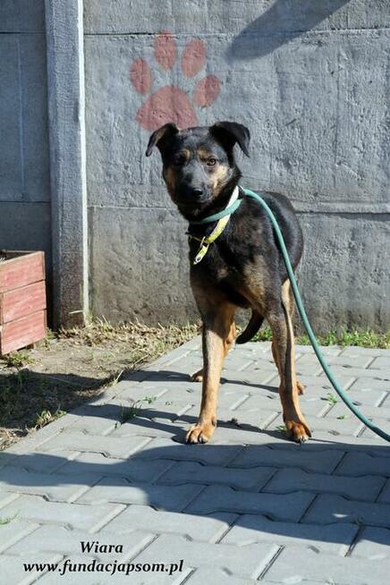 Wiara - delikatna sunieczka