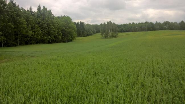 Mazury! Stare Juchy działki 3000m w okolicach jeziora Garbas