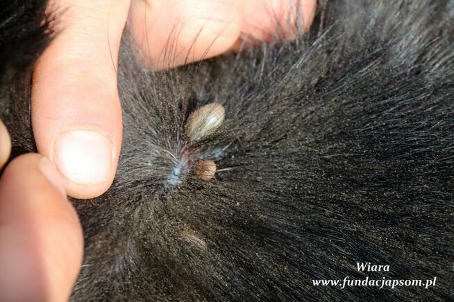 Wiara - delikatna sunieczka