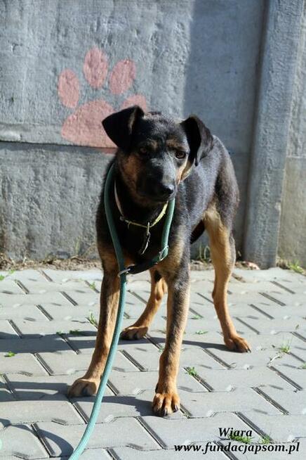 Wiara - delikatna sunieczka