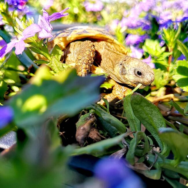 żółw grecki lądowy sprzedam