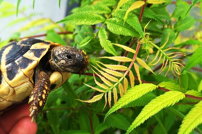 żółw grecki lądowy sprzedam