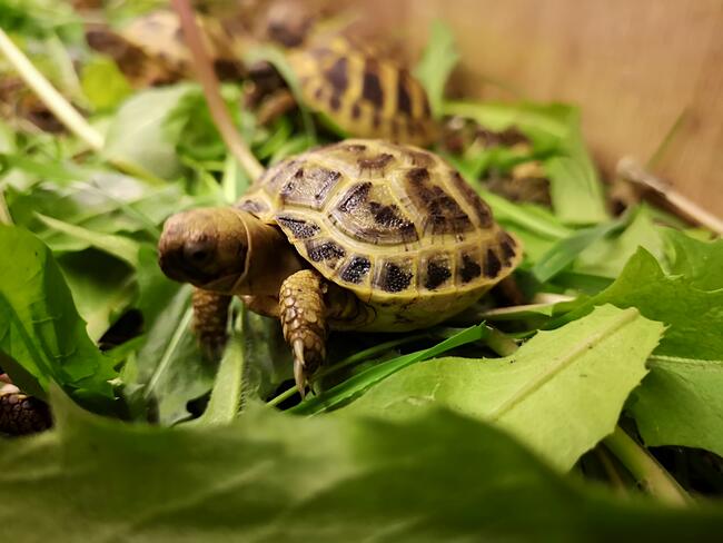 żółw grecki lądowy sprzedam