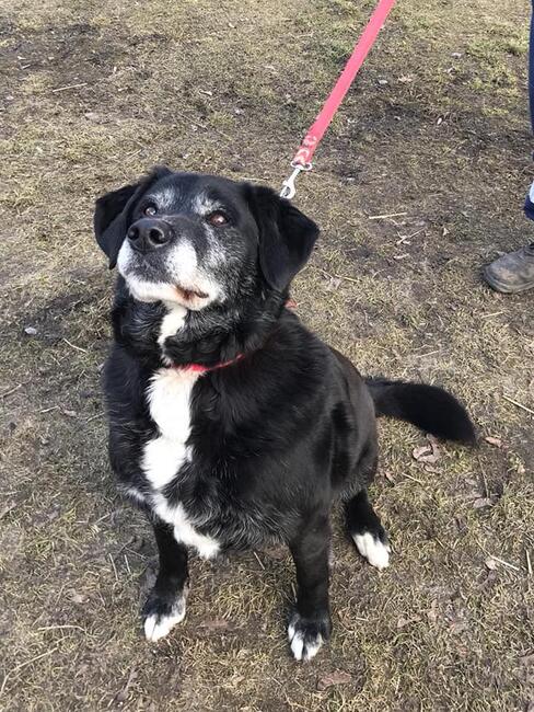 Klemens starszy pies poszukuje wspaniałego domu Monika B