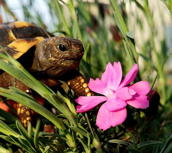 żółw grecki lądowy sprzedam