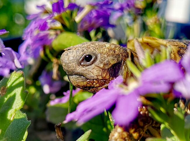 żółw grecki lądowy sprzedam