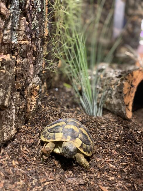 żółw grecki lądowy sprzedam