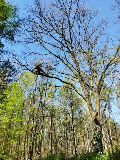 Usługi alpinistyczne, arborysta, alpinista przemyslowy