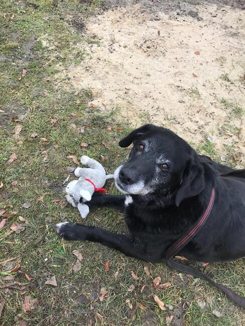 Klemens starszy pies poszukuje wspaniałego domu Monika B