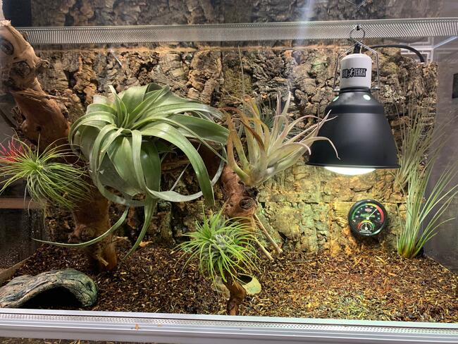 żółw grecki lądowy sprzedam