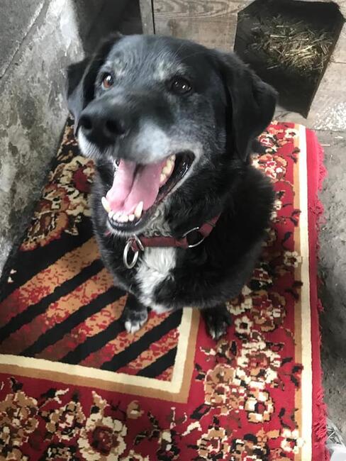 Klemens starszy pies poszukuje wspaniałego domu Monika B