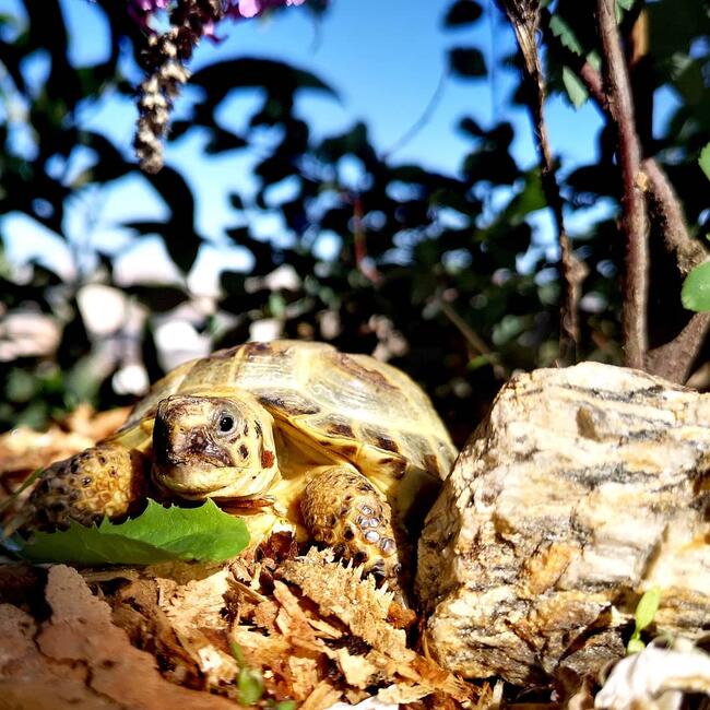 żółw grecki lądowy sprzedam